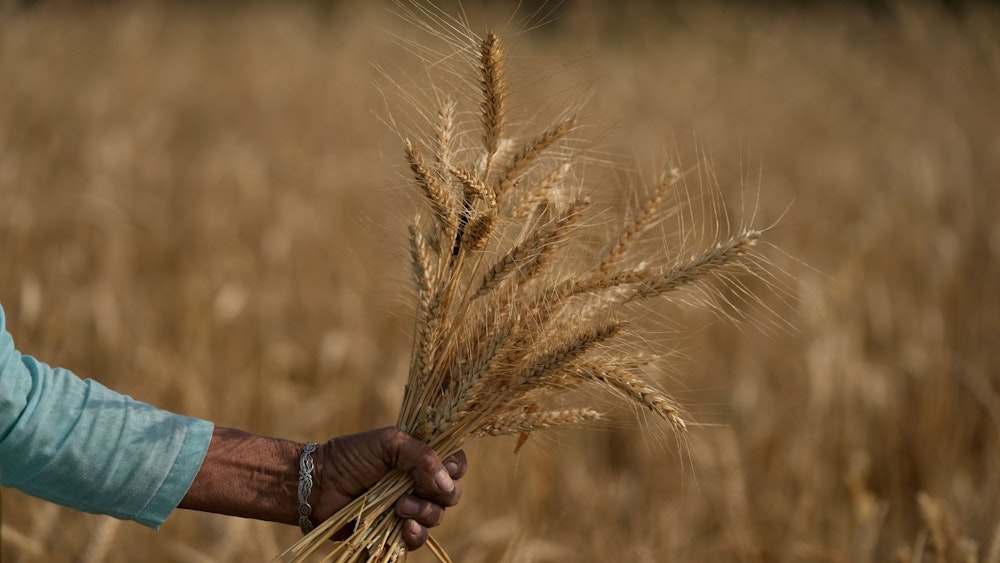 Eine Frau erntet Weizen. Das Foto wurde am 28. April 2022 in Jammu, Indien, aufgenommen.