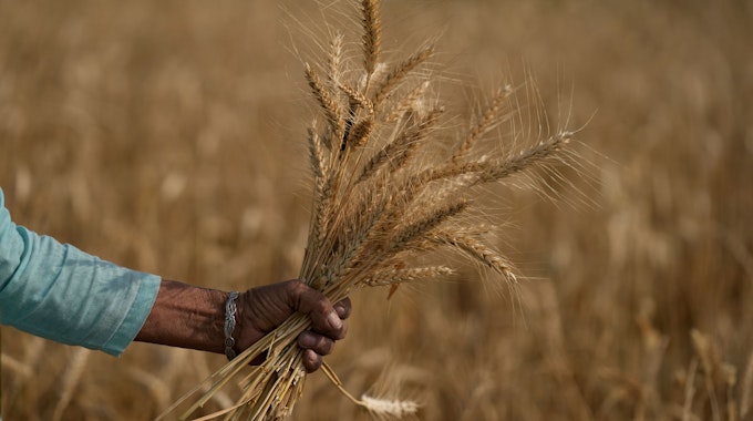 Eine Frau erntet Weizen. Das Foto wurde am 28. April 2022 in Jammu, Indien, aufgenommen.