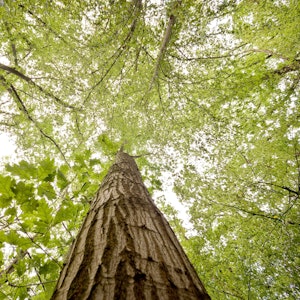 Die Miyawaki-Methode soll einen Beitrag zu Klimaschutz und Artenvielfalt leisten. Das Symbolfoto zeigt einen Mischwald in der Region Hannover im August 2019.