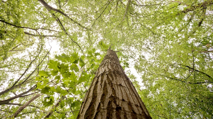 Die Miyawaki-Methode soll einen Beitrag zu Klimaschutz und Artenvielfalt leisten. Das Symbolfoto zeigt einen Mischwald in der Region Hannover im August 2019.