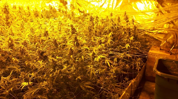 Beschlagnahmte Cannabisplantage in Gummersbach