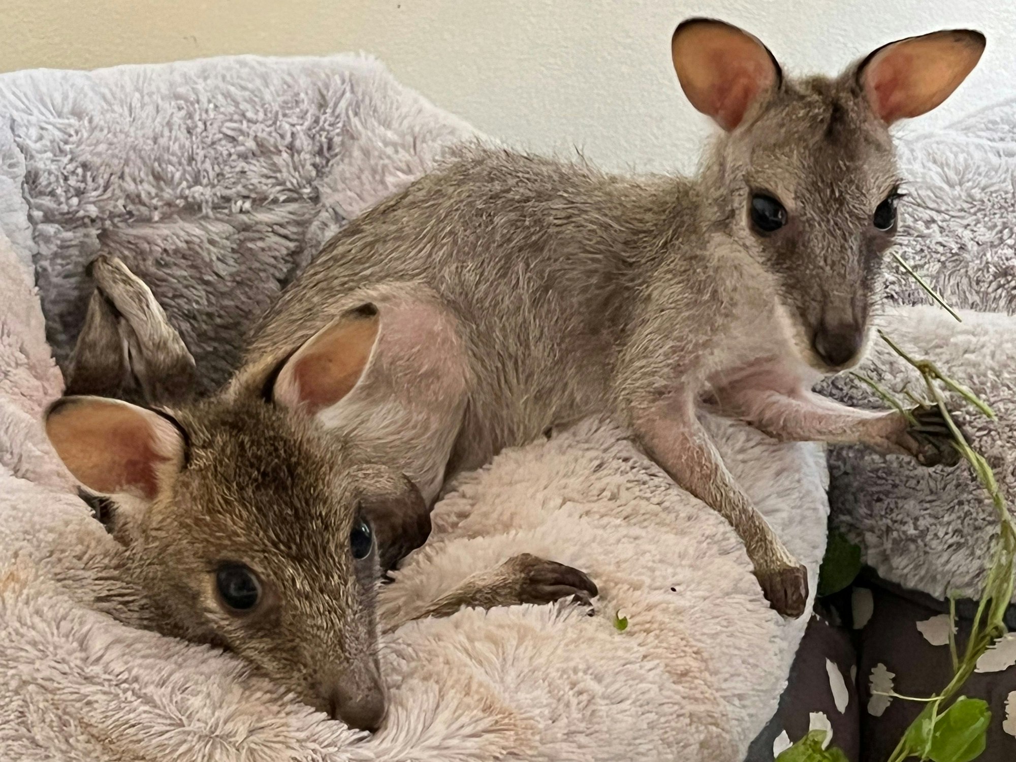 Zwei Flinkwallaby-Babys auf einem Fell-Säckchen am 16. Mai 2022 in Queensland.