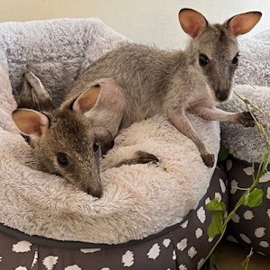 Zwei Flinkwallaby-Babys auf einem Fell-Säckchen am 16. Mai 2022 in Queensland.