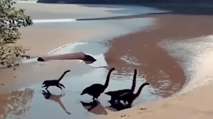 Dinosaurier oder Nasenbären laufen am portugiesischen Strand entlang.