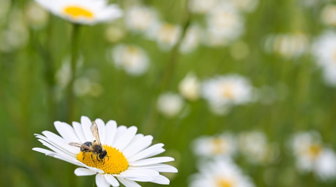 Eine Biene sitzt auf einer Blüte um Pollen zu sammeln.