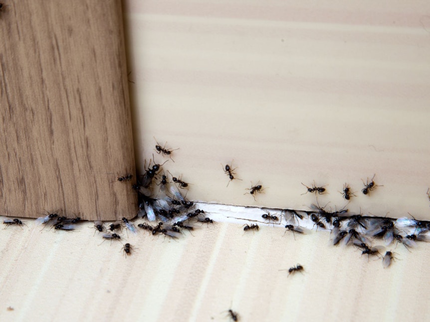 Ameisen in der Küche werden häufig von Speiseresten angelockt.
