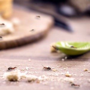 Ameisen in der Küche sind keine Seltenheit. Mit den richtigen Hausmitteln lassen sie sich vertreiben.