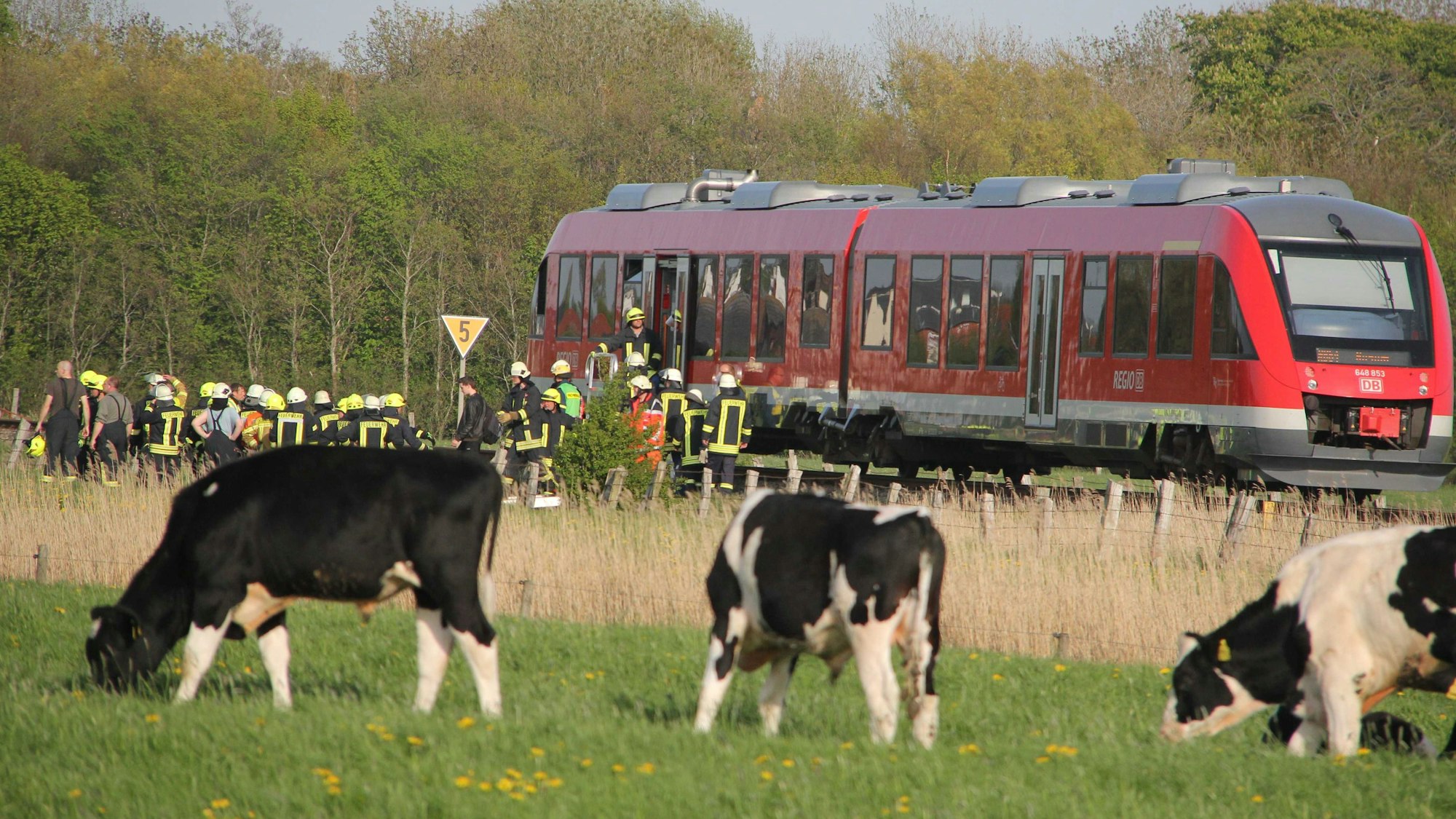 Kühe vor einem stehenden Zug in der Natur.