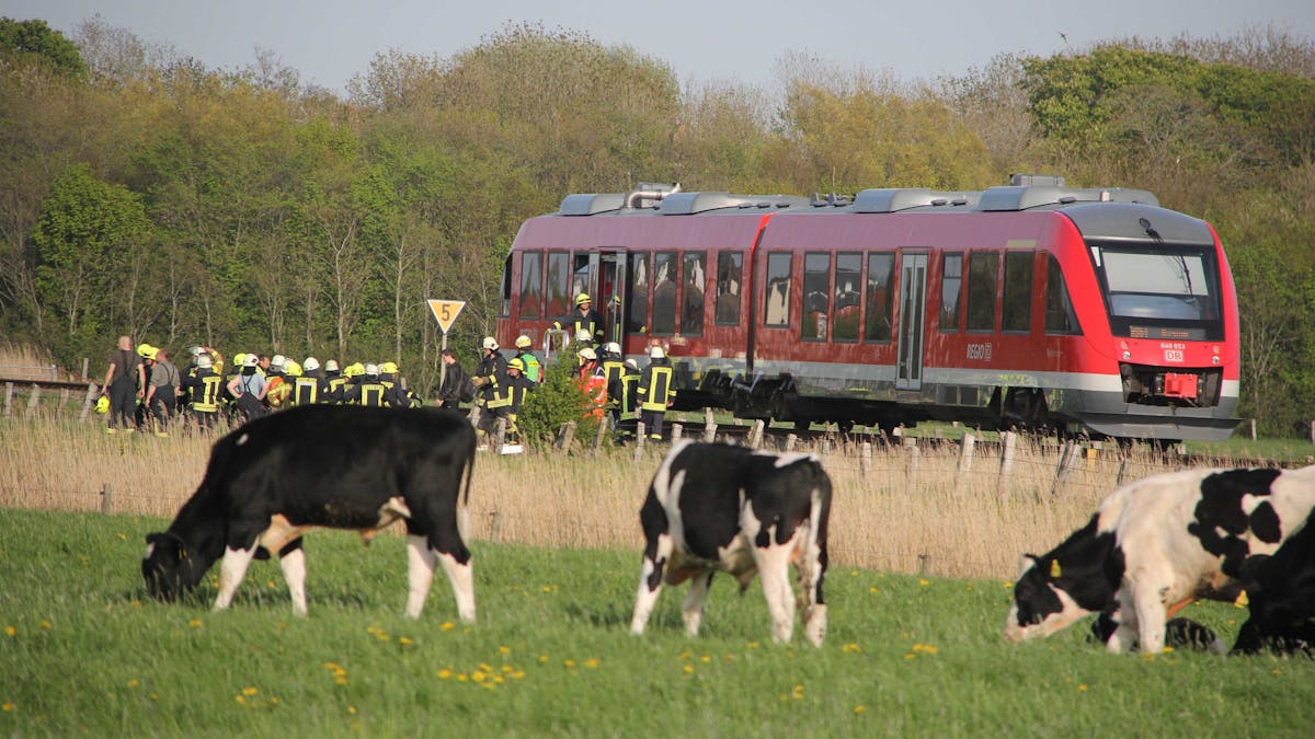 Kühe vor einem stehenden Zug in der Natur.