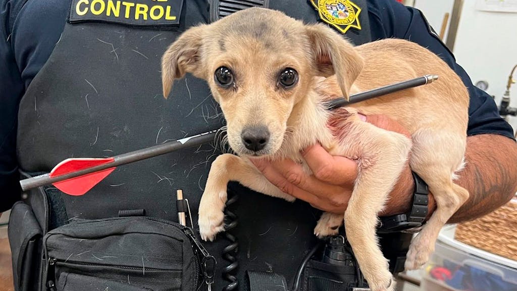 Das Foto, das von Riverside County Animal Services zur Verfügung gestellt wurde, zeigt einen Tierkontrollbeamten, der einen Chihuahua hält, der am 23. Mai 2022 in Thousand Palms (Kalifornien) mit einem Pfeil durch den Hals geschossen wurde.