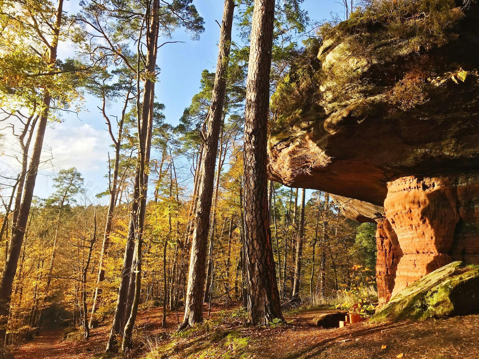 Zu den besten Ausflugszielen in der Pfalz gehört das Biosphärenreservat Pfälzer Wald.