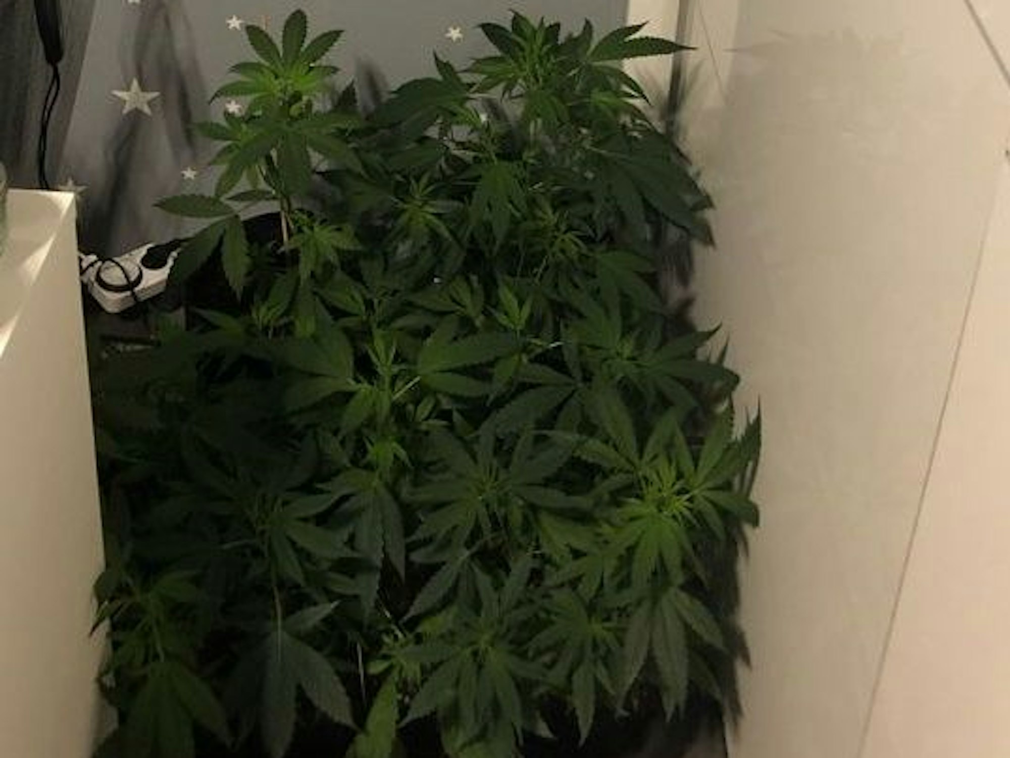 Das Bild zeigt Cannabispflanzen, die in der Wohnung einer Duisburgerin von der Polizei entdeckt wurden.