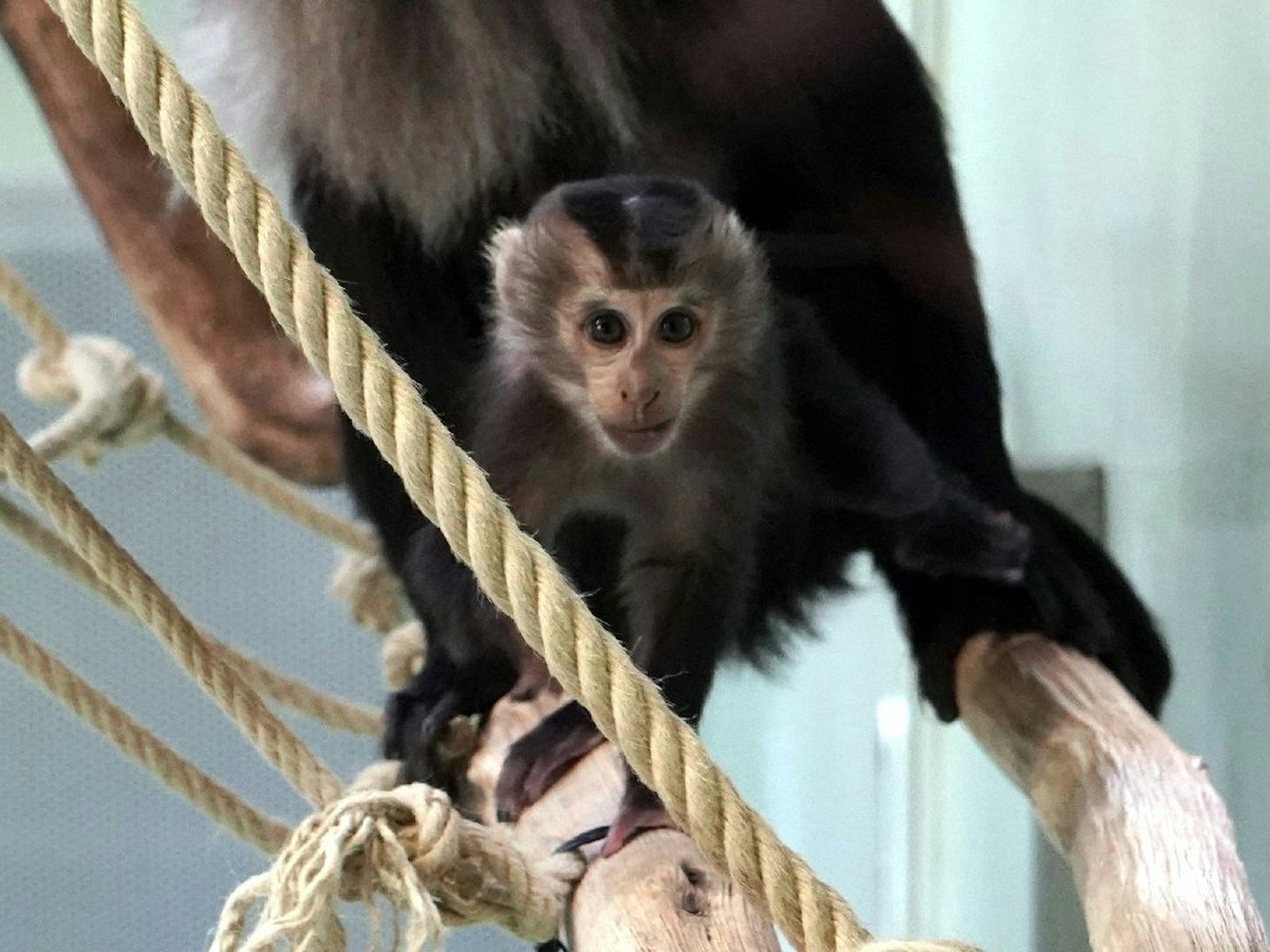 Das kleine Bartaffenmädchen gemeinsam mit Affenmutter „Medini“ im Kölner Zoo.