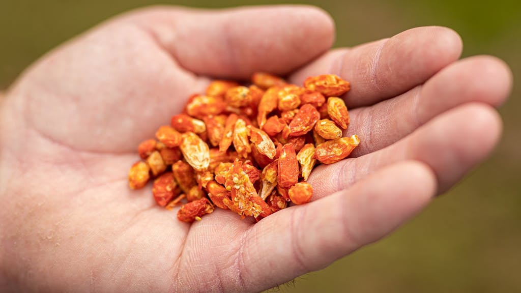 Ein niederländischer Großhändler ruft Aprikosenkerne zurück, sie könnten Vergiftungen hervorrufen. Unser Symbolbild zeigt verschiedene gefriergetrocknete Naschereien in einer Hand.