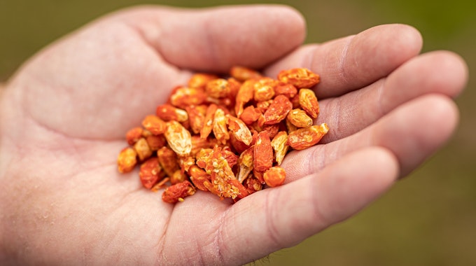 Ein niederländischer Großhändler ruft Aprikosenkerne zurück, sie könnten Vergiftungen hervorrufen. Unser Symbolbild zeigt verschiedene gefriergetrocknete Naschereien in einer Hand.