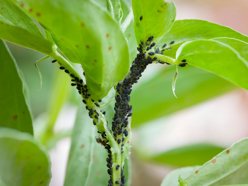 Schwarze Blattläuse befallen meist Gemüse und Gartengewächse.