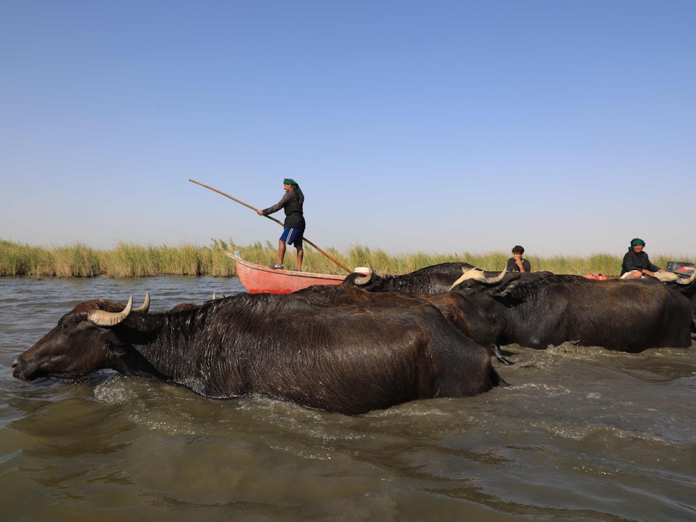 Fischer und Fischerinnen segeln mit ihrem Boot an einer Büffelherde vorbei, im zurückweichenden Gewässer der von Dürre heimgesuchten südlichen Sümpfe von Chibayish im Irak.