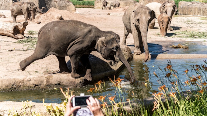 Mehrere Elefanten spielen mit Wasser im Gehege im Kölner Zoo.