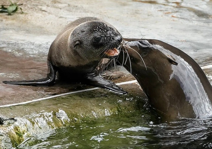 Das Seelöwen-Baby im Kölner Zoo