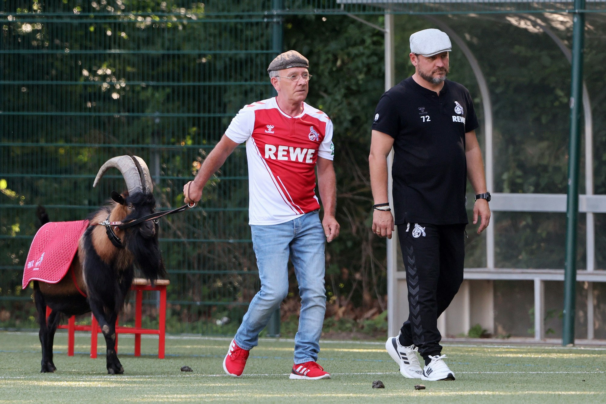 Hennes IX. wird von Betreuer Ingo Reipka neben FC-Trainer Steffen Baumgart zum Foto-Shooting geführt.
