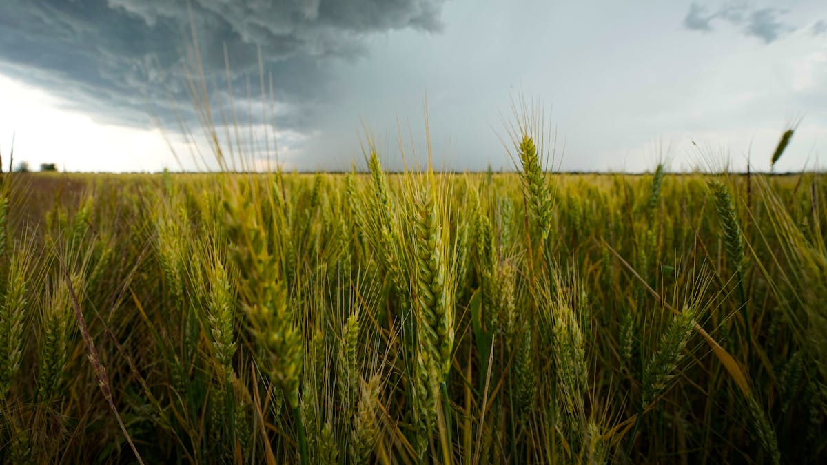 Ukraine: Wolken hängen über einem Weizenfeld in der Region Saporischschja. Unser Foto stammt vom 14. Juni 2022.