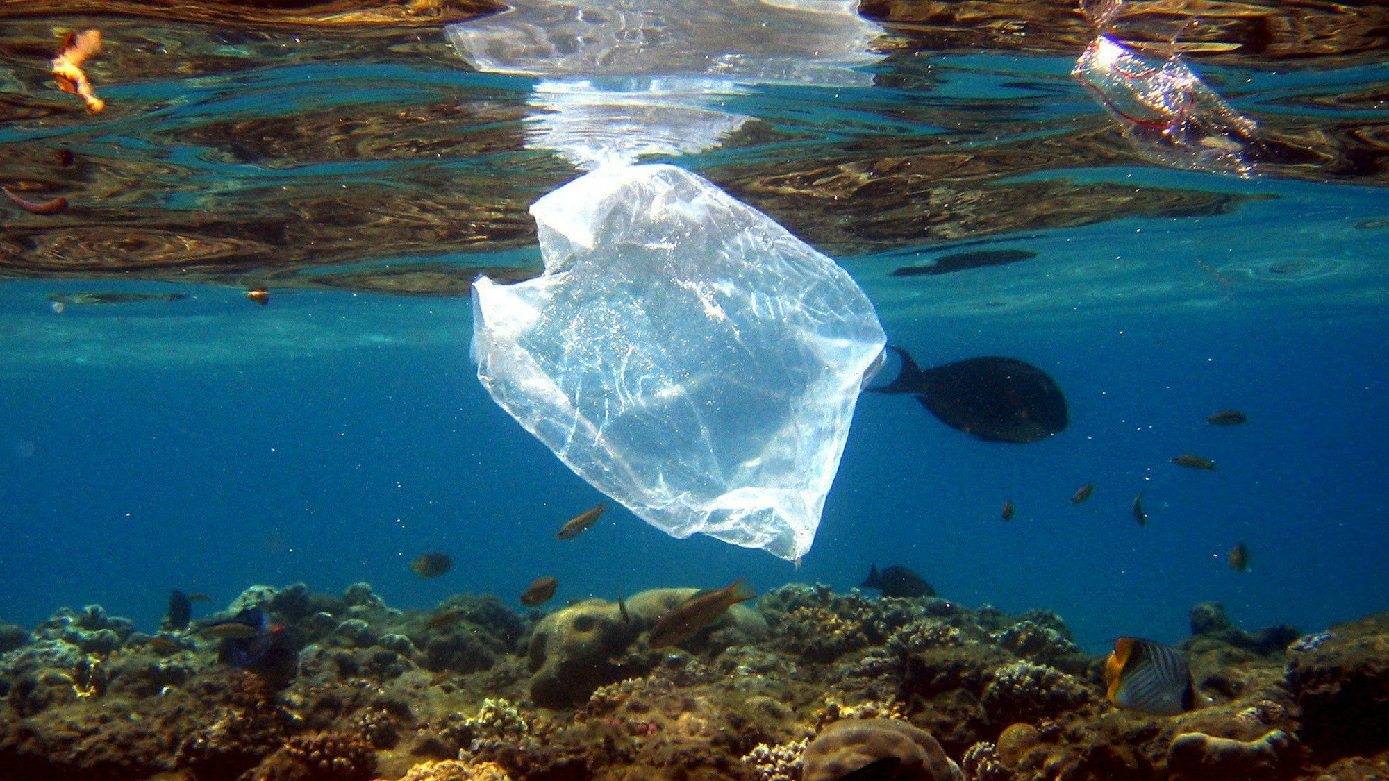 Eine Plastiktüte schwimmt über Korallen