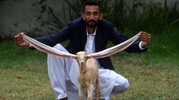 Mittwoch, 6. Juli 2022: Züchter Mohammad Hasan Narejo zeigt in Karatschi (Pakistan) die Ohren seiner Ziege Simba. Das Zicklein mit den außergewöhnlich langen Ohren ist in Pakistan zu einer Art Medienstar geworden.