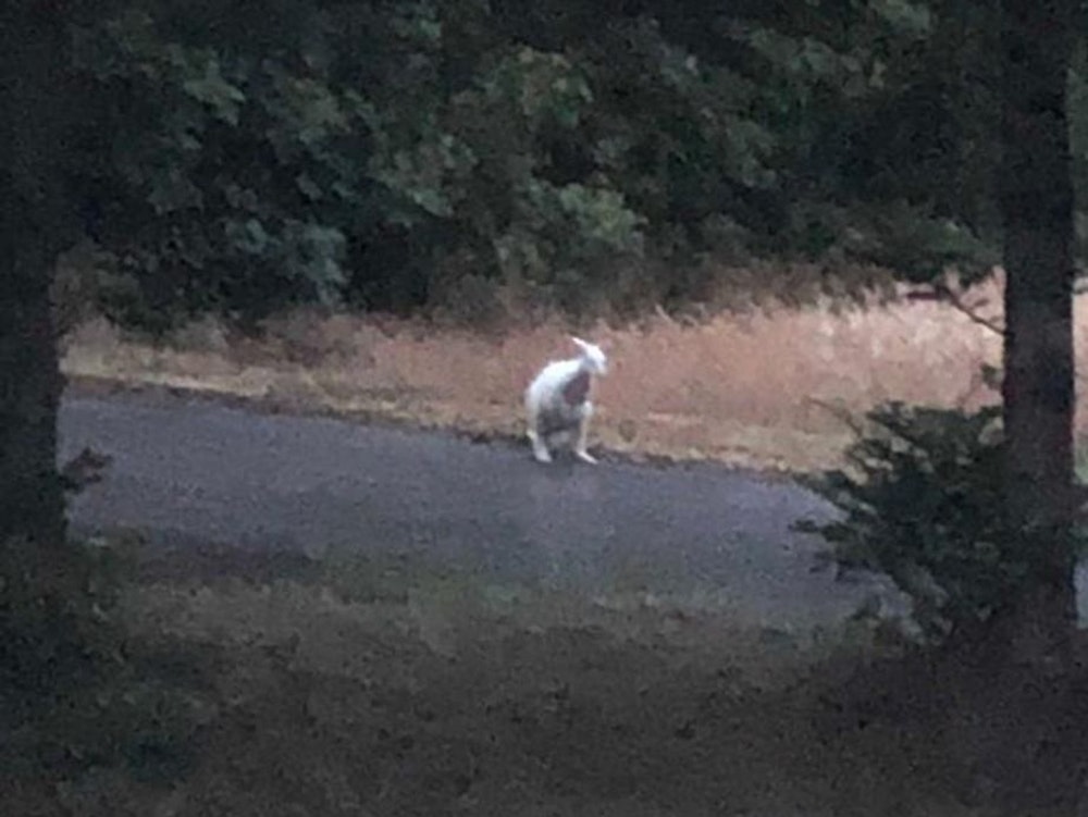Ein weißes Känguru steht in der Entfernung auf einer Straße.