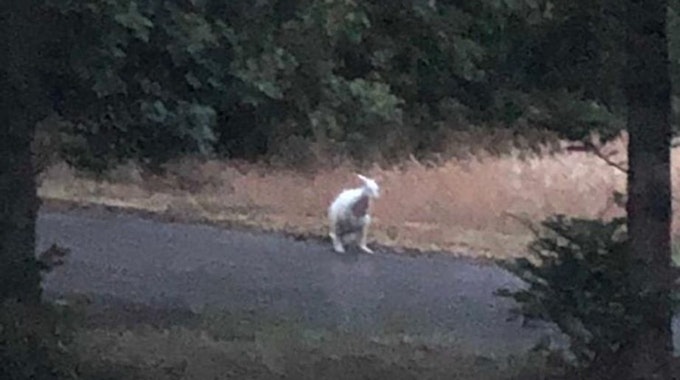 Ein weißes Känguru steht in der Entfernung auf einer Straße.