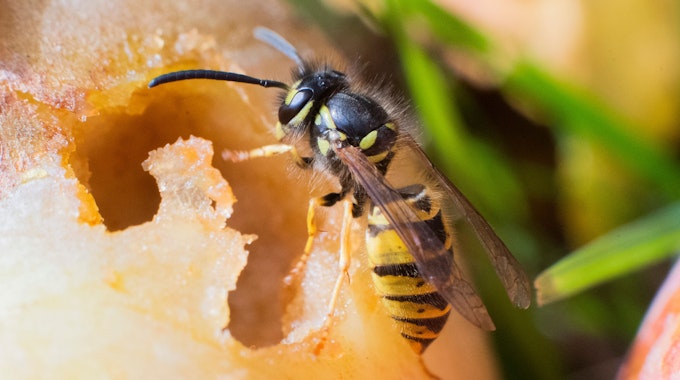 Eine Wespe frisst sich durch einen Apfel in einem Obstgarten in der Region Hannover. Nach Expertenaussage war der recht warme, regenarme Frühling ideal für die Bildung von Wespenvölkern gewesen.