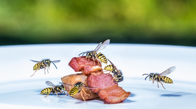 Wespen werden im Sommer schnell zu einer echten Plage, lassen sich aber mit einfachen Mitteln vertreiben.