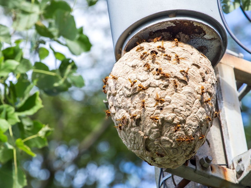 Wespen bauen Nester, um ihre Larven und Eier zu schützen.
