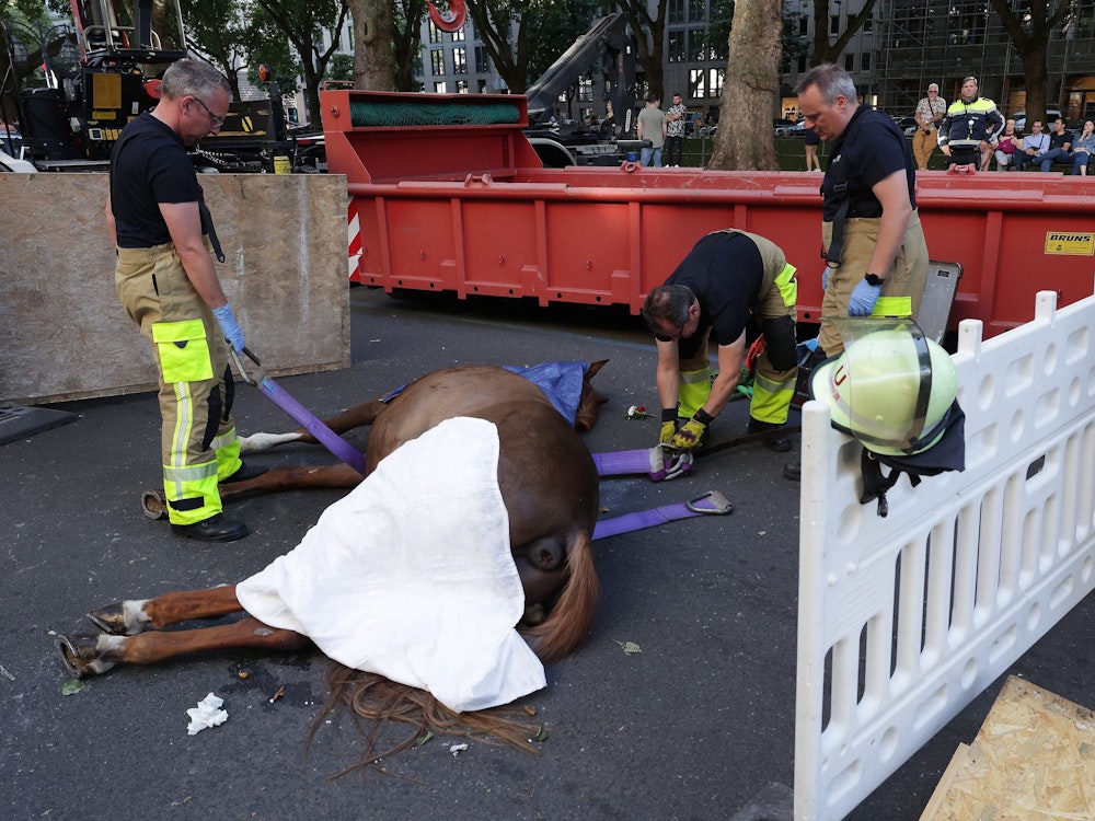 Feuerwehrmänner bereiten den Abtransport von dem toten Pferd auf der Düsseldorfer Königsallee vor.