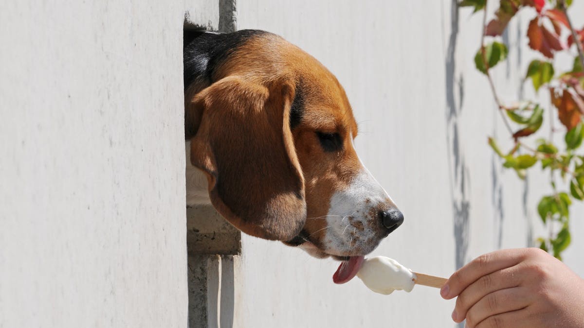 Der Beagle Sunny schleckt am Donnerstag (20. August 2009) in Straubing (Niederbayern) ein Eis.&nbsp;
