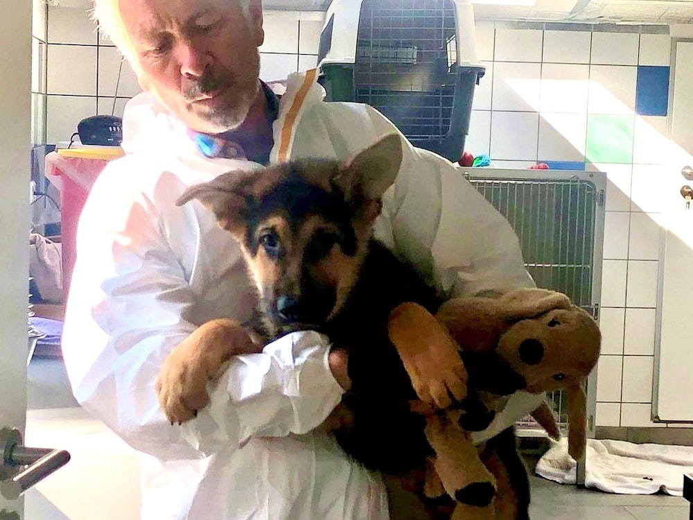 Ein Mann hält Schäferhundwelpe Poldi auf dem Arm. Im Hintergrund stehen Tierboxen in einem gekachelten Raum.