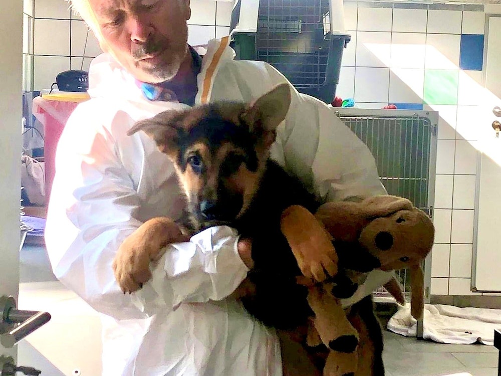 Ein Mann in einem Schutzanzug hat einen Schäferhund-Welpen auf dem Arm.