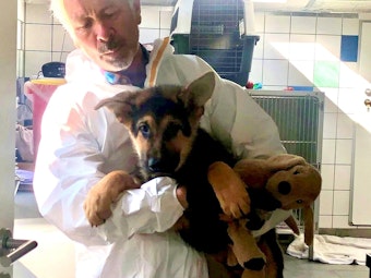 Ein Mann hält Schäferhundwelpe Poldi auf dem Arm. Im Hintergrund stehen Tierboxen in einem gekachelten Raum.