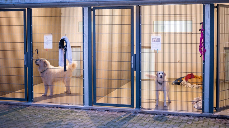 Zwei Hunde warten im Tierheim in ihren Boxen.