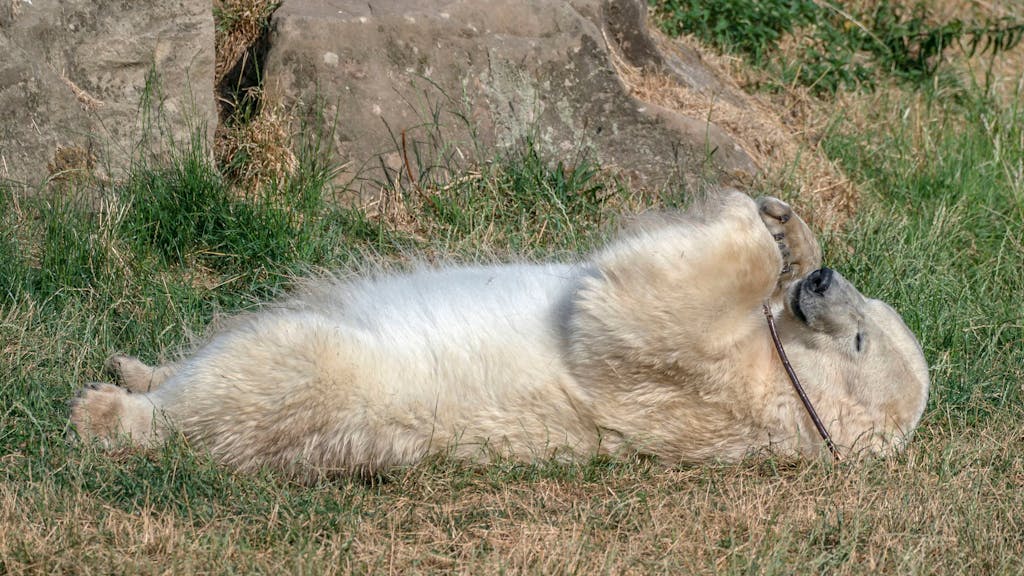 Ein Eisbär im Yorkshire Wildlife Park wälzt sich im Gras.