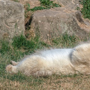 Ein Eisbär im Yorkshire Wildlife Park wälzt sich im Gras.