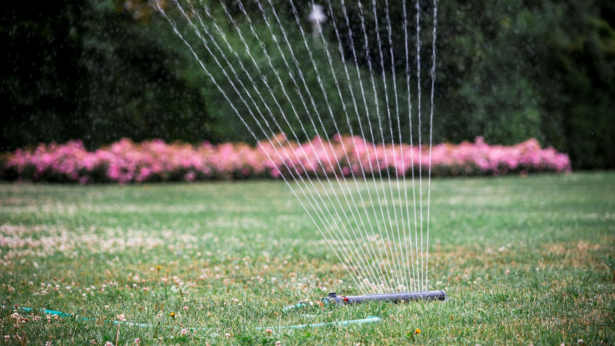 Ein Rasensprenger bewässert den Rasen im Rosengarten.