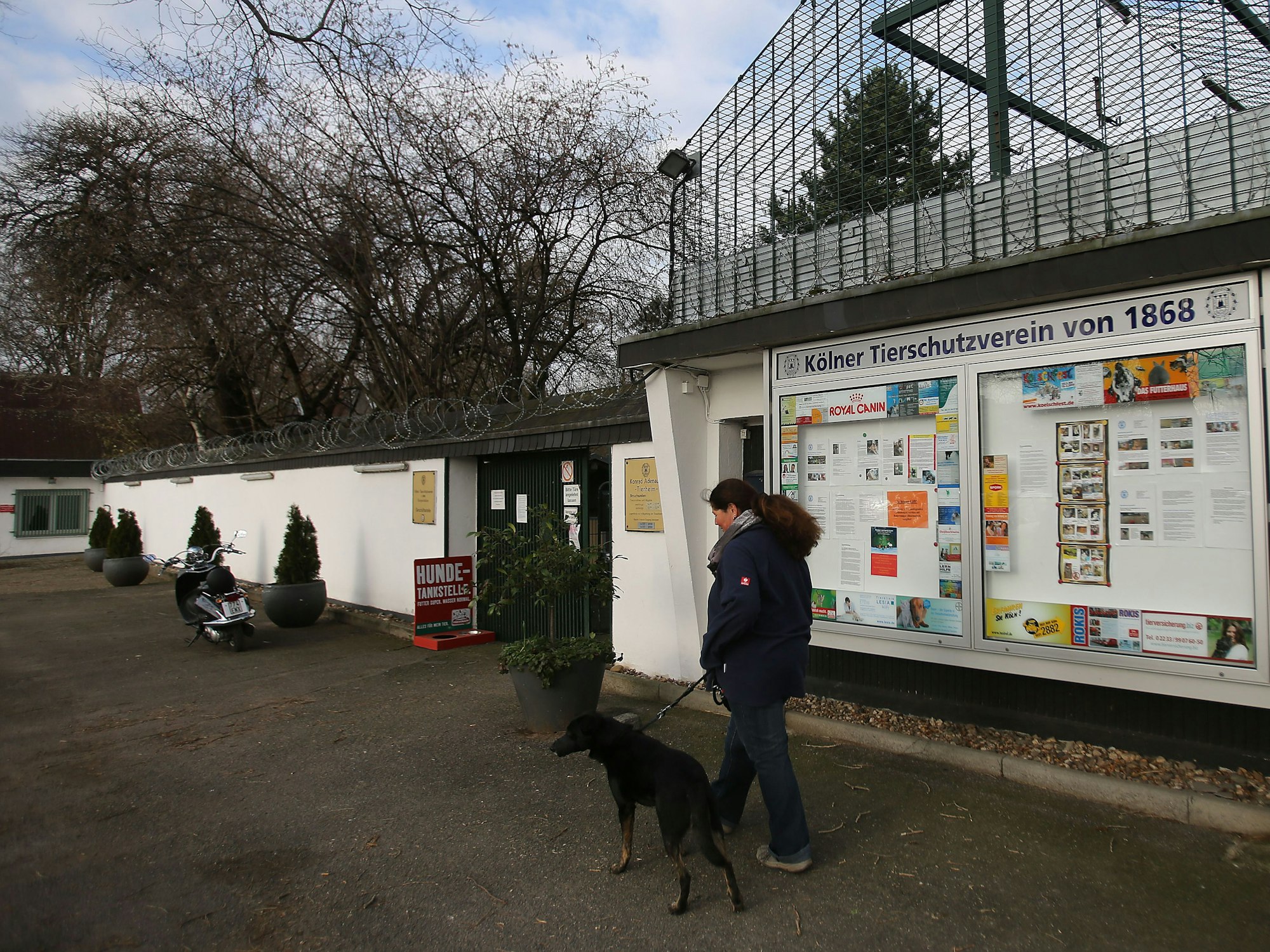 Der Hund Jeff und die Leiterin des Tierheims Köln-Zollstock, Petra Gerigk, gehen vor dem Heim spazieren.