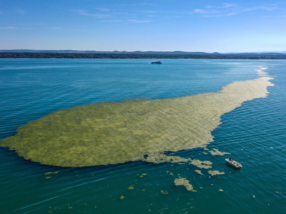 Mittwoch, 3. August: Alpenplage auf dem Bodensee: Ein großer Teppich voller Algen schwimmt vor Eriskirch, während ein Motorboot daneben halt gemacht hat.