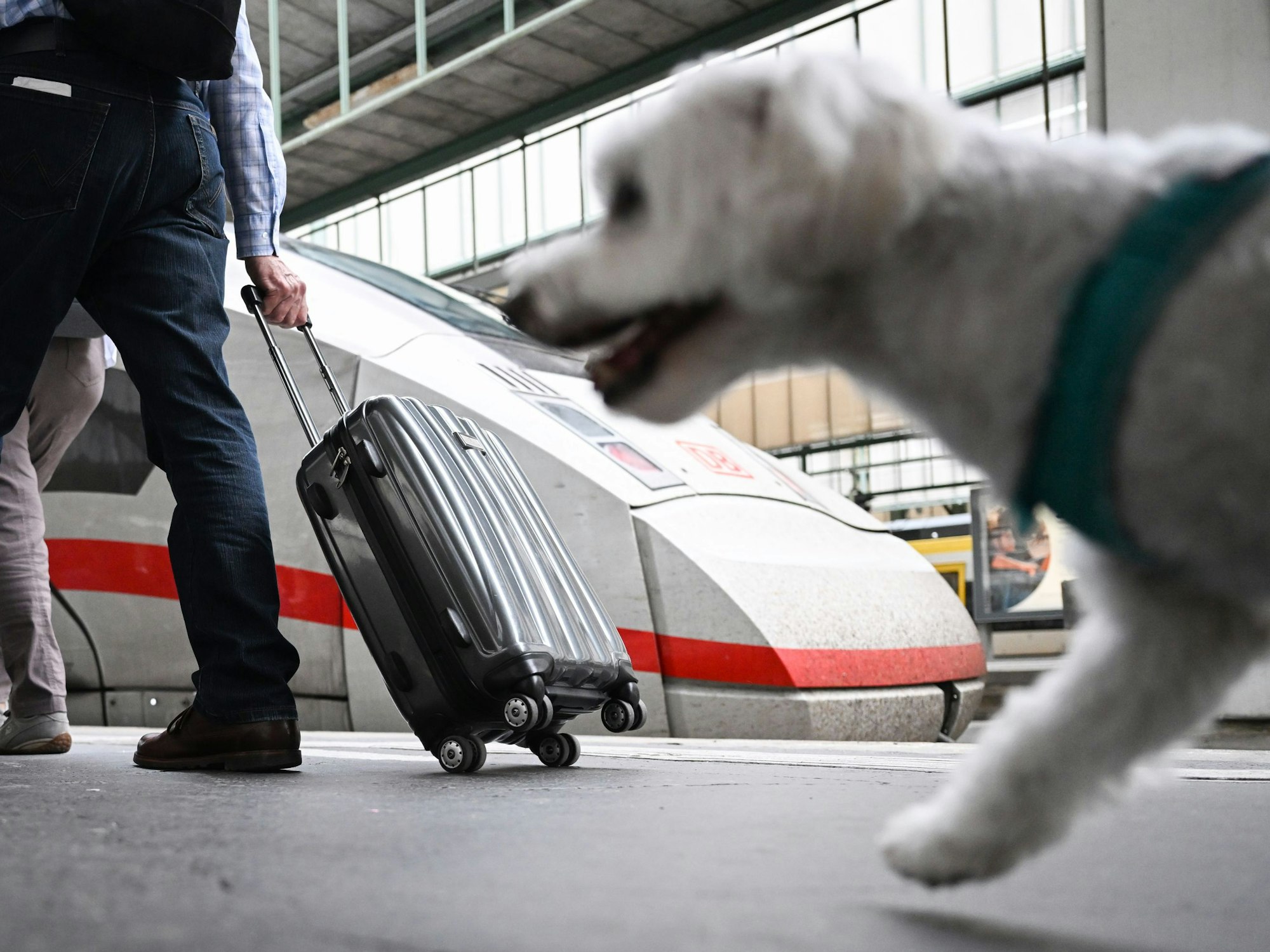 Dieses Symbolfoto zeigt einen Hund am Stuttgarter Hauptbahnhof und steht in keinem Zusammenhang zu dem Vorfall.