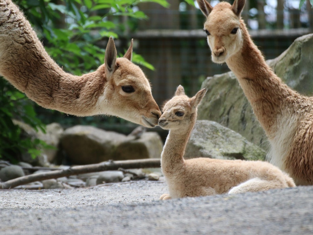 Freitag, 5. August: Süßer Tiernachwuchs im Zoo von Osnabrück. Drei Vikunjas stehen in einem Gehege. Das Jungtier kam am 5. Juli 2022 zur Welt. Die Heimat der Vikunjas sind die Grasländer der Anden in Südamerika. Die Tiere gehören zur Familie der Kamele.