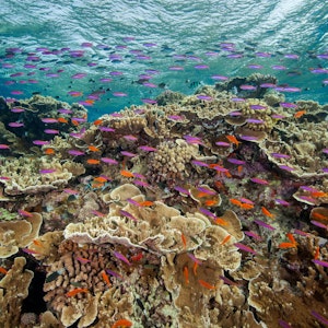 Australien, Cairns: Auf diesem von der Great Barrier Reef Marine Park Authority zur Verfügung gestellten Foto schwimmen kleine Fische in den Gewässern des Ribbon Reef 10 in der Nähe von Cairns, Australien.