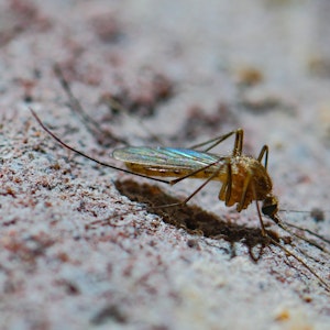 Nahaufnahme einer Stechmücke. Sie können auch das ursprünglich aus Afrika stammende West-Nil-Virus verbreiten.