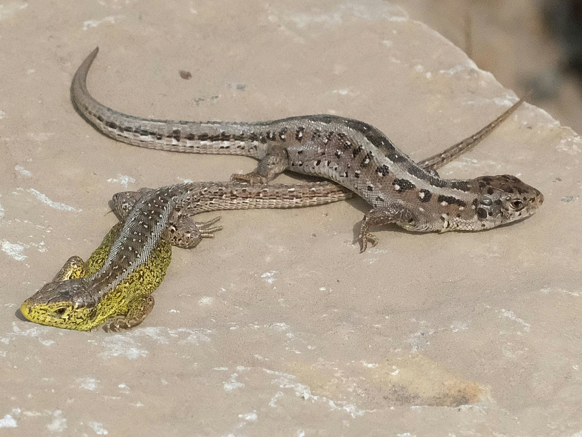 Eine männliche (links) und eine weibliche Zauneidechse (Lacerta agilis) wärmen sich auf einem Stein. Die Zauneidechse war 2020 und 2021 zum Reptil des Jahres gekürt worden.