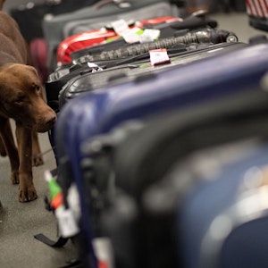 Drogenspürhund Kalle schnüffelt während einer Gepäckkontrolle des Zolls am Flughafen Köln/Bonn an Koffern.
