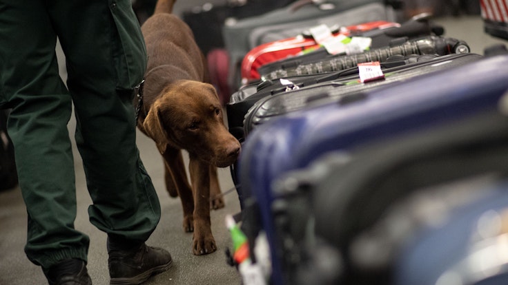 Drogenspürhund Kalle schnüffelt während einer Gepäckkontrolle des Zolls am Flughafen Köln/Bonn an Koffern.